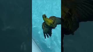 [동물영상] 헤엄치는 앵무