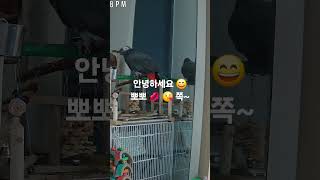 심심해서 혼잣말하는 앵무새  말하는 회색앵무 #parrot #앵무새 #birds #greyparrots #회색앵무 #pets #반려동물