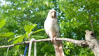 공서연.가을이랑 공원산책.앵무새.코뉴어