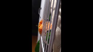 자는 앵무새 관찰하기 #shorts #parrot #c…