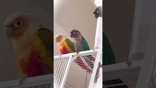 이 새들은 손 흔들면 인사해줍니다  #따라해보세요 #말하는앵무새