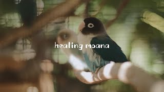  앵무새를 위한 8시간 수면 음악 | 스트레스 해소 &…