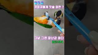 카이큐에게 있어서 칫솔이란 ?