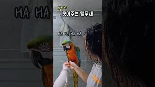 기분 좋으라고 웃었을 뿐인데 큰소리로 함께 웃어주는 앵무새 #마카우 #박장대소 #shorts