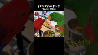 동생한테 딸랑이 흔드는 법 알려주는 앵무새 | 이렇게 하는 거란다   #뉴기니아#앵무새 #뉴기니아앵무새 #eclectus #parrot #eclectusparrot #shorts