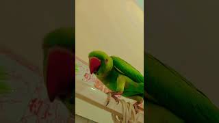 Indian Ringneck With Attitude  Romio Doesn’t Hold Back Talks, He Dance  Rules Meet Romio the Parrot!