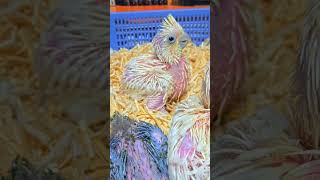 청금강, 체스넷 마카우, 미디움, 듀컵 코카투 아기 앵무새들이예요