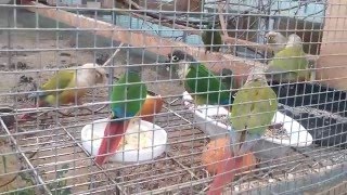 [아가새농장] 밥 먹는 코뉴어