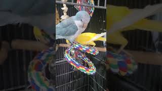 Quaker parrot favourite toy #s…