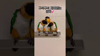 긁긁서비스 받는 밤비 #shorts #parrot #caique #앵무새 #카이큐 #ズグロシロハラインコ