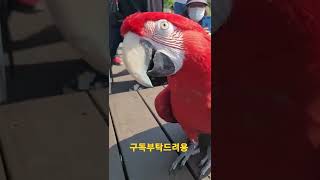 홍금강앵무새 아롱이 #shorts