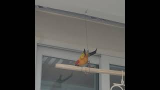 줄타기 장인 썬코뉴어 앵무새 #Sunconure #pa…