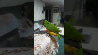 세네갈대박아침인사