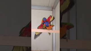 오색 청해 앵무가 곧2세 소식을 곧 줄듯ㅋㅋ