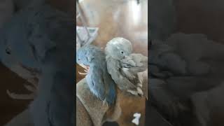 #lgwing5g  #4k  #유리앵무 LGWING 4…