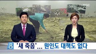 [안동MBC뉴스]R]'새 죽음' 되풀이.. 원인도 대책도 없다