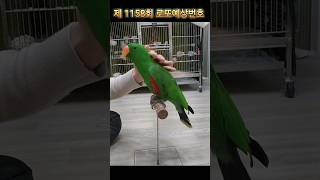 앵무새(베너)가 뽑아주는 로또번호 제 1158회 그 결…