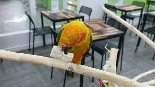 동결건조 사탕수수 먹는 썬코뉴어