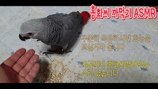 구구(회색앵무)의 홍화씨발라먹는 소리