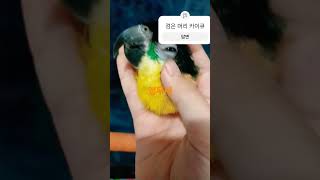 검은 머리 카이큐 앵무새