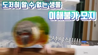 쓰레기 가지고 노는 앵무새 ㄷㄷ