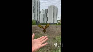 할리퀸 마카우 루카 동내 봄소풍 가기