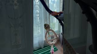 지구본링에서~~ #앵무새 #퀘이커 #parrot #지구본#매달리기