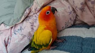 썬코뉴어 울 비비 볼수록 음악을 알아요!!! 신기 음감…