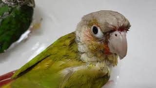 [앵무파파] 윙컷 후 목욕하는 코뉴어 부부 [2019.…