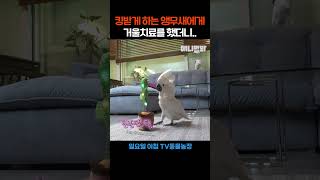 킹받게 하는 앵무새에게 거울치료를 했더니..#애니멀봐 …