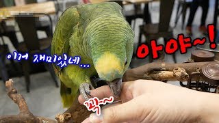 [관찰] 내 손가락이 장난감이냐? 그리고 넌 언제 올라…