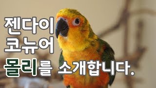 [몰리와 조이] 젠다이 코뉴어 앵무새, 몰리. 처음 뵙…