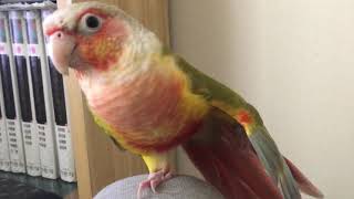 레드파인애플 코뉴어 강이