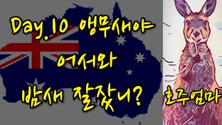 Day 10. 앵무새가 자꾸와요