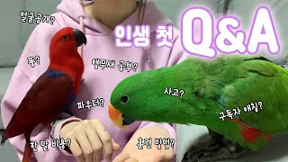 [지구젤리/Q&A] 투머치토커 앵무새 집사의 첫 Q&A!