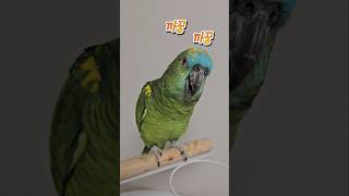 까꿍해주는 앵무새 #앵무새 #까꿍 #귀여워 #여름이 #parrot
