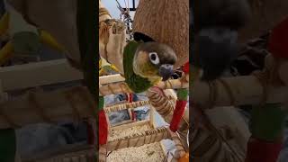 꼭꼭 숨어라~ 코믹앵무새 #재미있는앵무새동영상 #코믹앵…