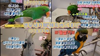 앵무새카페 "해피버드데이" 아이들과 가기 좋은곳 #부산