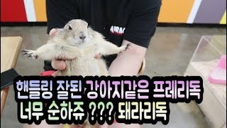 너무 순한 프레리독보실래요?? 번외로 금강이 뚜껑열기 쑈!! 가즈아