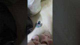 유리앵무가 화낼 때 내는 소리 / 앵그리버드/ 새화남 …