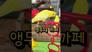 #여름방학에뭐하지 #앵무새까페#빗창앵무#왕관앵무#아이와가볼만한곳#동물까페#리프패럿