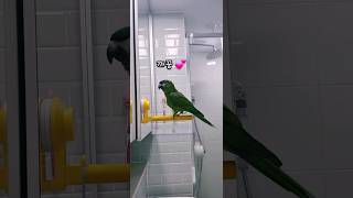 또렷한 발음으로, 엄마!까꿍!! 말하는 앵무새