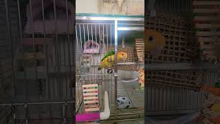 한바퀴 돌고 또 꿀렁꿀렁 춤추기.  #카이큐 #앵무새 …