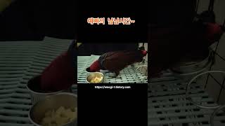 예삐의 냠냠시간 #shorts #birds #parrot #예삐 #앵무새예삐