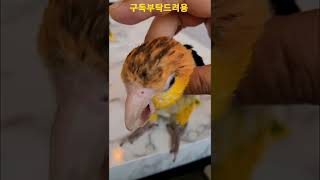 카이큐앵무새 입 #shorts