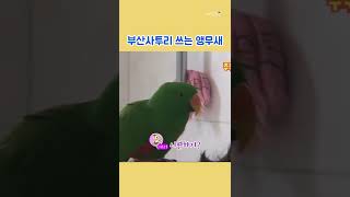 마! 내 부산사투리 쓰는 앵무새 아이가!! #short…