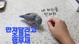 자꾸 만져달라고 하는 유리앵무 하니 / 앵무새 만져주기