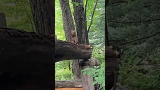 남이섬의 청솔모