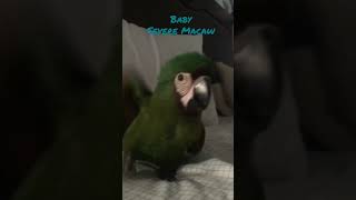 Sleepy Baby Severe Macaw