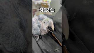 아기 할리퀸 마카우 앵무새  안산 앵무새카페 버드스팟